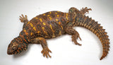 Load image into Gallery viewer, Adult Female Ornate Uromastyx Lizard