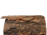 Load image into Gallery viewer, Pair Of Yellow Topender &quot;European Yellow Striped&quot; Ackie Monitors.