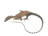Load image into Gallery viewer, Pair of Kimberly Rock Monitors Varanus Glauerti.