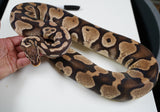 Load image into Gallery viewer, Breeder Female Pastel Jungle Het Candy Albino Ball Python