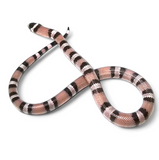 Load image into Gallery viewer, 2023 Anerythristic Possible Het Pearl Honduran Milk Snake