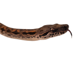 Load image into Gallery viewer, 2024 CBB Dumeril&#39;s Boas Both Sexes - Representative Photos