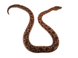 Load image into Gallery viewer, 2024 CBB Dumeril&#39;s Boas Both Sexes - Representative Photos