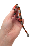 Load image into Gallery viewer, Unsexed Gray Banded King Snakes - Representative Photos