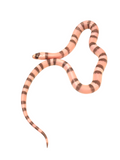 Load image into Gallery viewer, &quot;Banshee&quot; 2024 Female Ghost Poss Het Pearl Poss Het Crazy Honduran Milk Snake