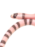 Load image into Gallery viewer, &quot;Banshee&quot; 2024 Female Ghost Poss Het Pearl Poss Het Crazy Honduran Milk Snake