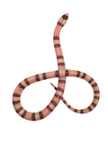 Load image into Gallery viewer, &quot;Banshee&quot; 2024 Female Ghost Poss Het Pearl Poss Het Crazy Honduran Milk Snake