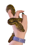 Load image into Gallery viewer, 2024 CBB Male Phantom Marble Reticulated Python