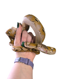 Load image into Gallery viewer, 2024 CBB Female Platinum Reticulated Python