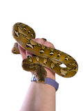 Load image into Gallery viewer, 2024 CBB Female Platinum Reticulated Python