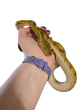 Load image into Gallery viewer, 2024 Female Platinum Reticulated Python *Free Shipping*