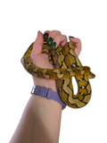 Load image into Gallery viewer, 2024 Female Platinum Reticulated Python *Free Shipping*