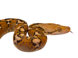 Load image into Gallery viewer, 2024 Mochino Granite-Back Het Purple Het Indo Caramel Reticulated Pythons - Representative Photos *Both Sexes*