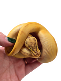 Load image into Gallery viewer, 2024 Male Super Pastel Lucifer Yellowbelly+ Ball Python