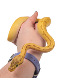 Load image into Gallery viewer, 2024 Male Super Pastel Lucifer Yellowbelly+ Ball Python