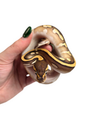 Load image into Gallery viewer, 2024 Male Mojave Lucifer Het Clown Pied Ball Python