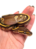 Load image into Gallery viewer, 2024 Male Mojave Lucifer Het Clown Pied Ball Python