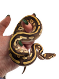 Load image into Gallery viewer, 2024 Male Mojave Lucifer Het Clown Pied Ball Python