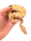 Load image into Gallery viewer, 2024 Female Crypton Coral Glow Ball Python