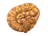 Load image into Gallery viewer, 2024 Female Crypton Coral Glow Ball Python