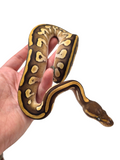 Load image into Gallery viewer, 2024 Female Mojave Lucifer Het Clown Pied Ball Python