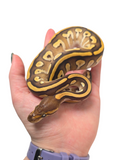 Load image into Gallery viewer, 2024 Female Mojave Lucifer Het Clown Pied Ball Python