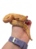 Load image into Gallery viewer, 2024 Male Coral Glow Het Clown Enchi Ball Python