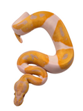 Load image into Gallery viewer, 2024 Male Candino Pied Ball Python