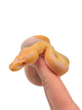 Load image into Gallery viewer, 2024 Female Candino Pied Ball Python