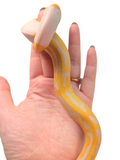 Load image into Gallery viewer, 2024 Female Candino Pied Ball Python