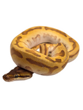 Load image into Gallery viewer, 2024 Male Odium Hidden Gene Woma Mojave Enchi Malum Ball Python