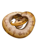 Load image into Gallery viewer, 2024 Male Odium Hidden Gene Woma Mojave Enchi Malum Ball Python