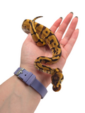 Load image into Gallery viewer, 2024 Female Hidden Gene Woma Leopard Enchi Odium Ball Python