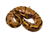 Load image into Gallery viewer, 2024 Female Hidden Gene Woma Leopard Enchi Odium Ball Python