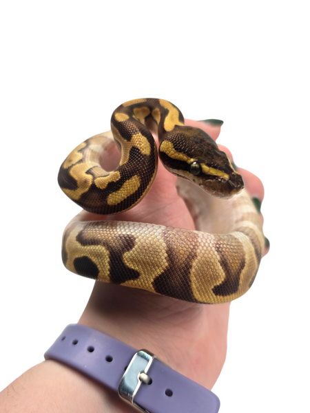 趣味・スポーツ・実用 PERFECT BALL PYTHON IMG_0920.jpg?v=1736194478