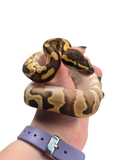 Load image into Gallery viewer, 2024 Female Lucifer Leopard Enchi Ball Python