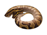 Load image into Gallery viewer, 2024 Female Lucifer Leopard Enchi Ball Python