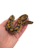 Load image into Gallery viewer, 2024 Female Enchi Het Clown Possible Het Cryptic Ball Python