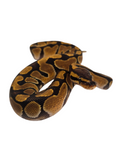 Load image into Gallery viewer, 2024 Female Enchi Het Clown Possible Het Cryptic Ball Python