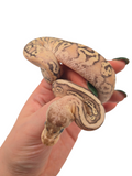 Load image into Gallery viewer, 2024 Female Super Lucifer Inferno Fader Ball Python *In Shed*