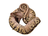 Load image into Gallery viewer, 2024 Male Super Lucifer Inferno Fader Ball Python