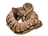 Load image into Gallery viewer, 2024 Male Super Lucifer Inferno Fader Ball Python