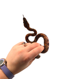 Load image into Gallery viewer, 2024 CBB Female Brazilian Rainbow Boa (Bigger)