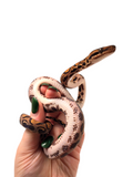 Load image into Gallery viewer, 2024 CBB Female Brazilian Rainbow Boa (Bigger)