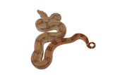 Load image into Gallery viewer, SALE! 2023 Female Fire Central American T+ Boa Constrictor