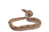 Load image into Gallery viewer, SALE! 2023 Female Fire Central American T+ Boa Constrictor