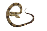 Load image into Gallery viewer, 2022 Male CBB Iquitos Peruvian Red Tailed Boa Constrictor.