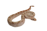 Load image into Gallery viewer, SALE! 2023 Female Fire Central American T+ Boa Constrictor