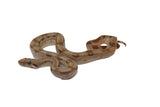 Load image into Gallery viewer, SALE! 2023 Female Fire Central American T+ Boa Constrictor