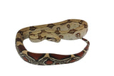 Load image into Gallery viewer, 2022 Male CBB Iquitos Peruvian Red Tailed Boa Constrictor.